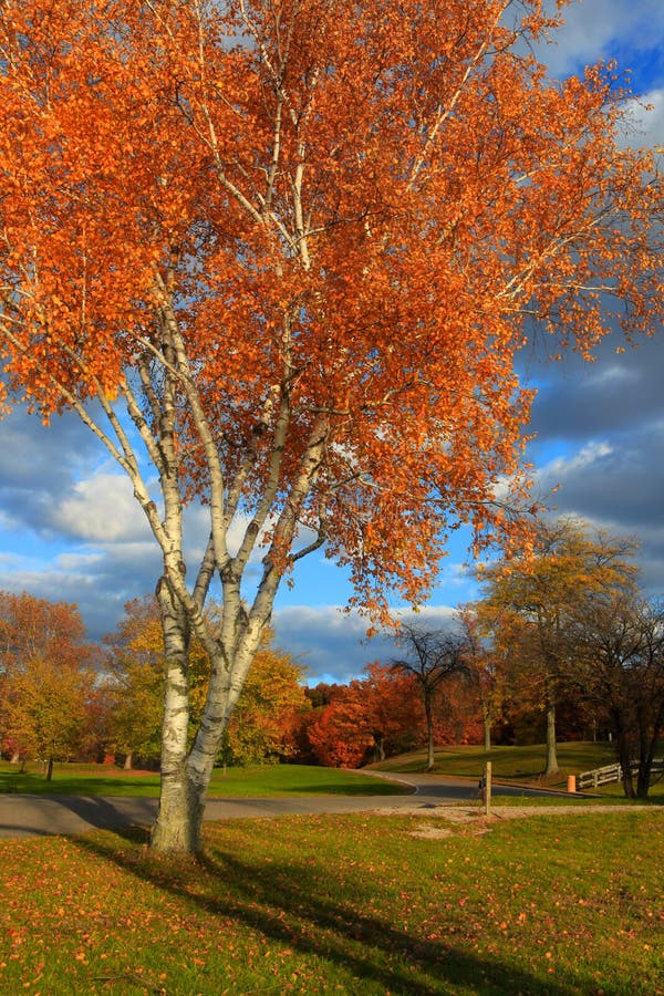 Arbre d'automne en parc images stock Arbre d'automne en parc images stock