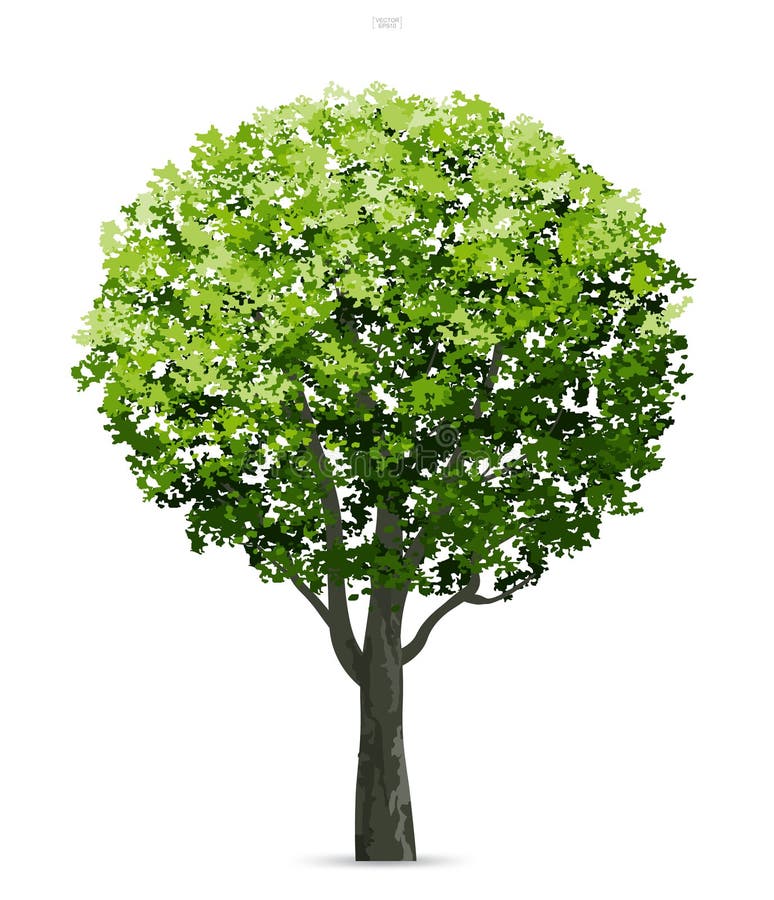 Tree isolated on white background with soft shadow. Use for landscape design, architectural decorative. Park and outdoor object idea for natural article both on print and website. Vector illustration. Tree isolated on white background with soft shadow. Use for landscape design, architectural decorative. Park and outdoor object idea for natural article both on print and website. Vector illustration.