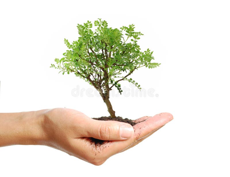 Arbre dans une main photos stock Arbre dans une main photos stock