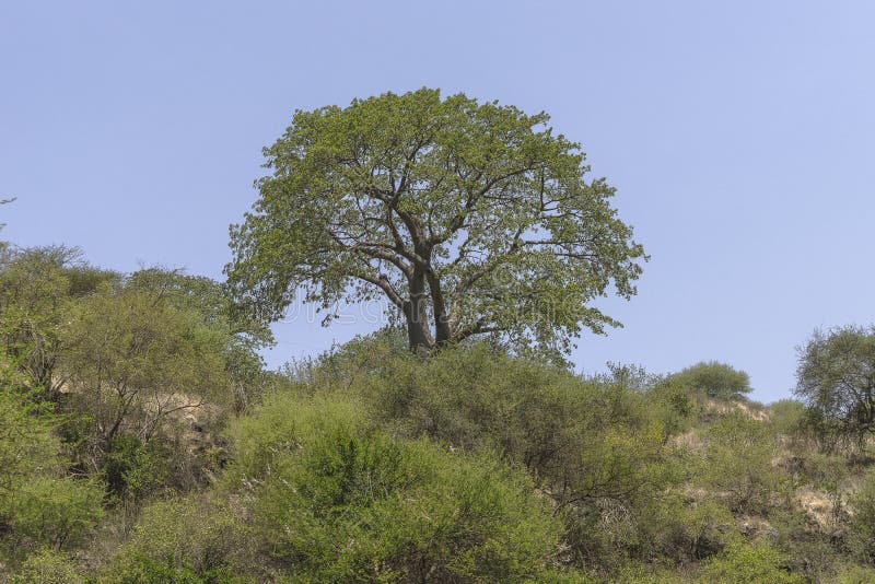 Arbre de Baoba image stock Arbre de Baoba image stock