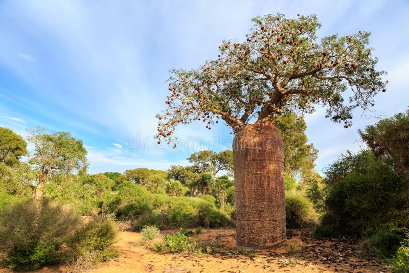Arbre de baobab avec le fruit et les feuilles dans un paysage africain photos libres de droits Arbre de baobab avec le fruit et les feuilles dans un paysage africain photos libres de droits