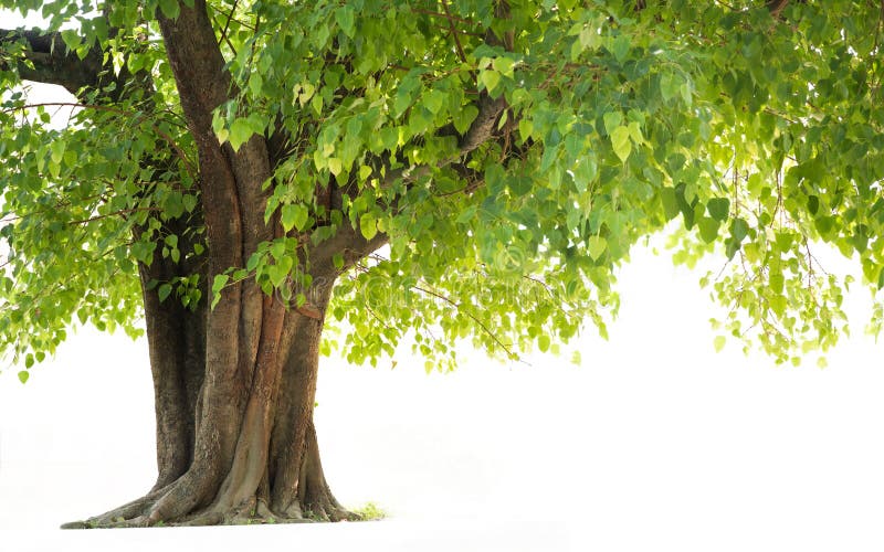 Arbre de Bodhi image stock Arbre de Bodhi image stock
