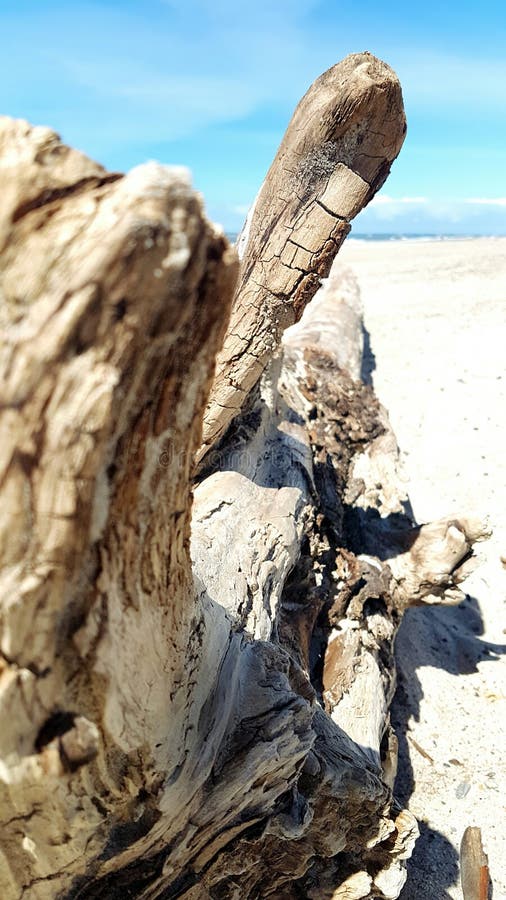 Arbre de bois de flottage sur la plage photographie stock Arbre de bois de flottage sur la plage photographie stock