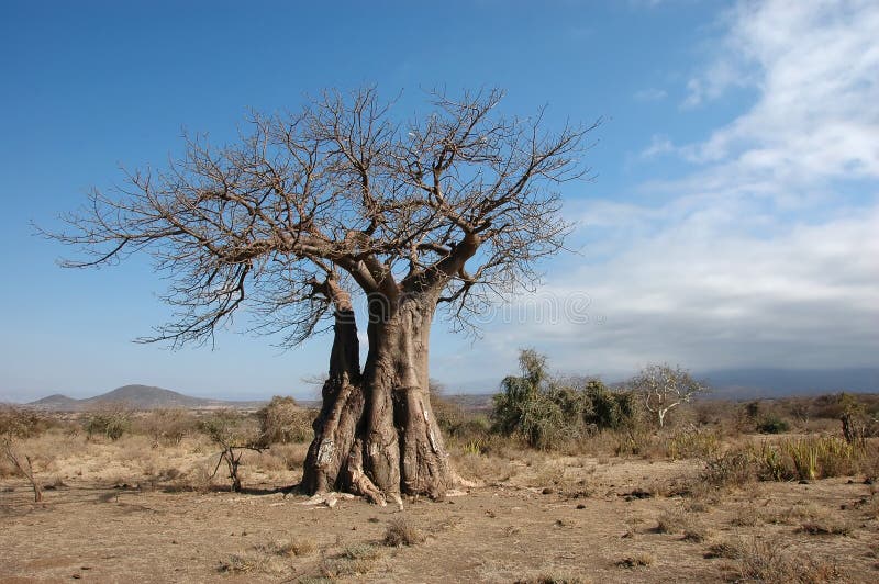 Arbre de buisson de baubab photographie stock libre de droits