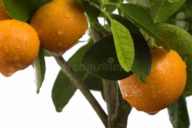 Arbre de Calamondin avec le fruit et les lames images libres de droits Arbre de Calamondin avec le fruit et les lames images libres de droits