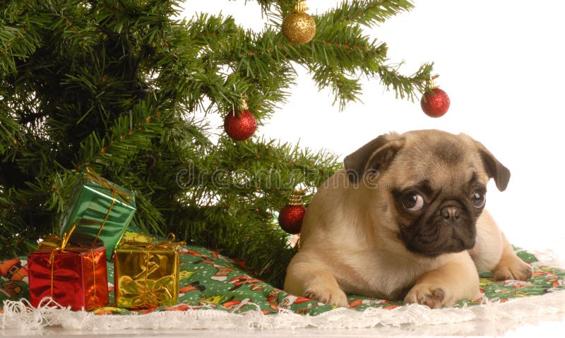 arbre de chiot de roquet de Noël dessous photo stock arbre de chiot de roquet de Noël dessous photo stock