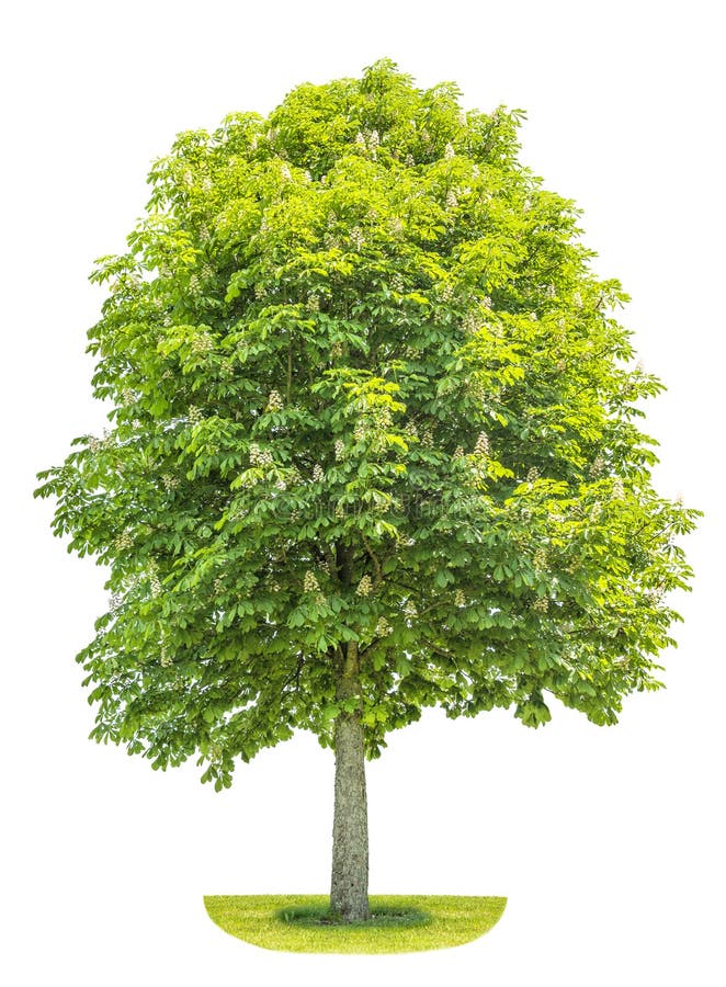 Arbre de châtaigne d'isolement sur le fond blanc Pla de ressort de Blosoming photo stock Arbre de châtaigne d'isolement sur le fond blanc Pla de ressort de Blosoming photo stock