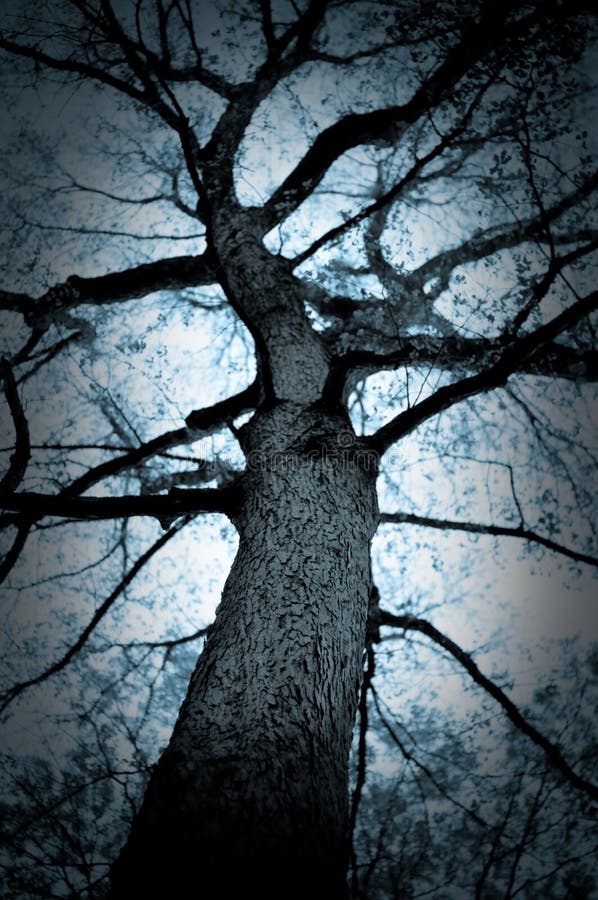 arbre de chêne bleu images stock arbre de chêne bleu images stock