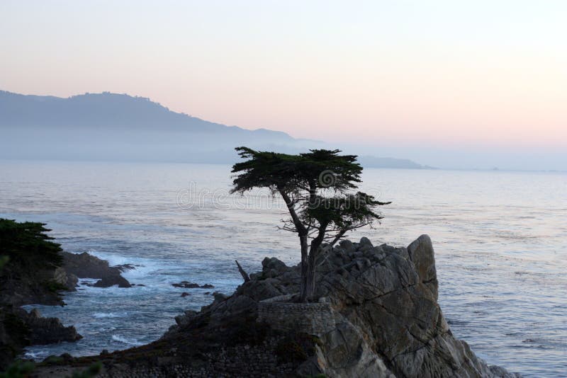 Arbre de Cypress solitaire images libres de droits Arbre de Cypress solitaire images libres de droits
