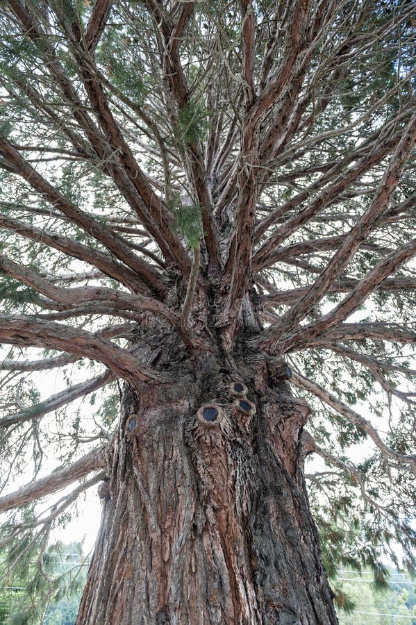 Arbre de cèdre avec la texture sur l'écorce images libres de droits Arbre de cèdre avec la texture sur l'écorce images libres de droits