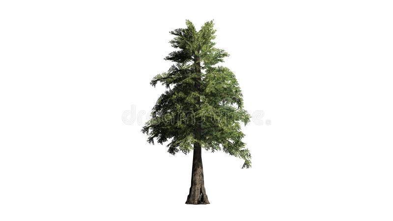 Arbre de cèdre de rouge occidental illustration de vecteur Arbre de cèdre de rouge occidental illustration de vecteur