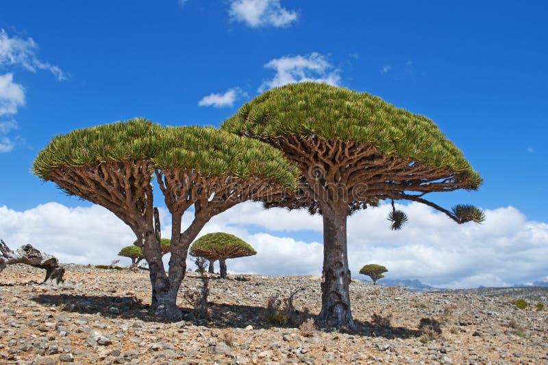 Arbre de Dragon Blood, île de Socotra, île, l'Océan Indien, Yémen, Moyen-Orient photos libres de droits Arbre de Dragon Blood, île de Socotra, île, l'Océan Indien, Yémen, Moyen-Orient photos libres de droits