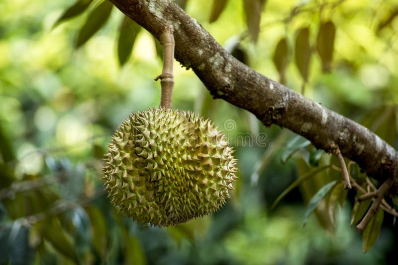 Arbre de durian de pays de la Tha?lande images libres de droits Arbre de durian de pays de la Tha?lande images libres de droits