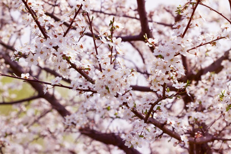 Arbre de fleur avec des fleurs de ressort photo libre de droits Arbre de fleur avec des fleurs de ressort photo libre de droits