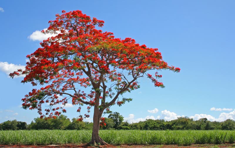 Arbre de floraison images libres de droits Arbre de floraison images libres de droits