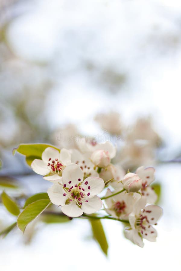 Arbre de floraison au printemps avec les fleurs blanches