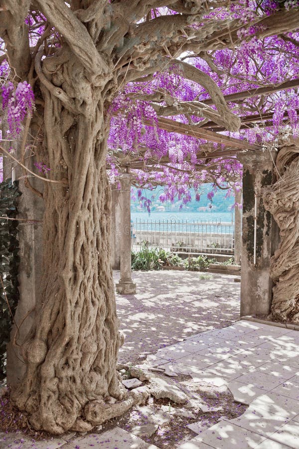 Arbre de floraison de glycine, fond pourpre de nature de voûte de fleurs O images libres de droits Arbre de floraison de glycine, fond pourpre de nature de voûte de fleurs O images libres de droits