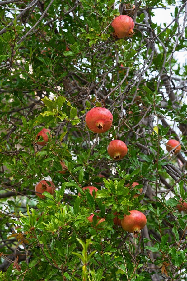 Arbre de grenade avec des fruits photographie stock libre de droits Arbre de grenade avec des fruits photographie stock libre de droits