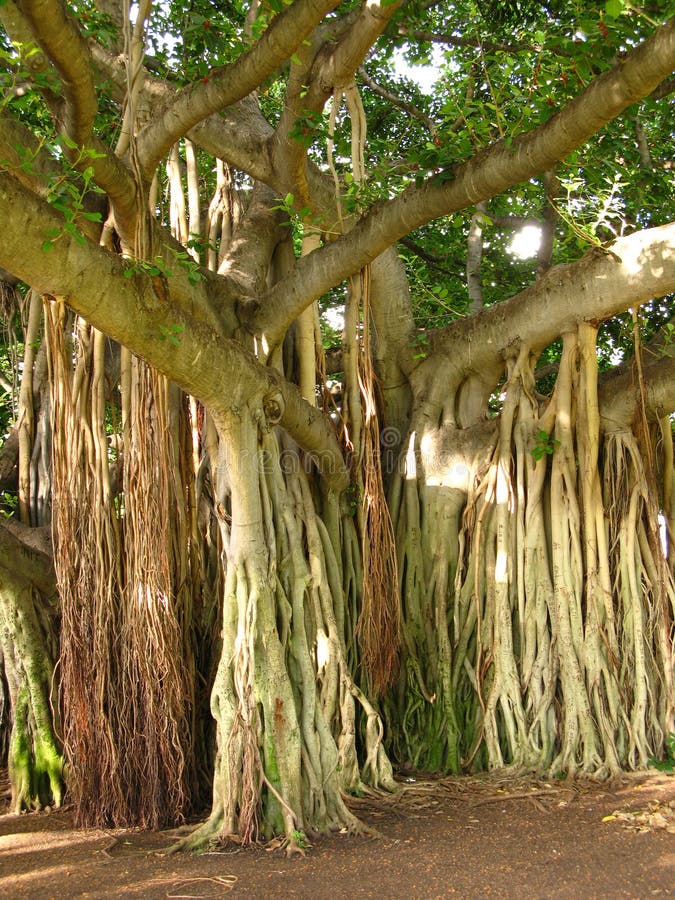 image stock arbre de jungle image