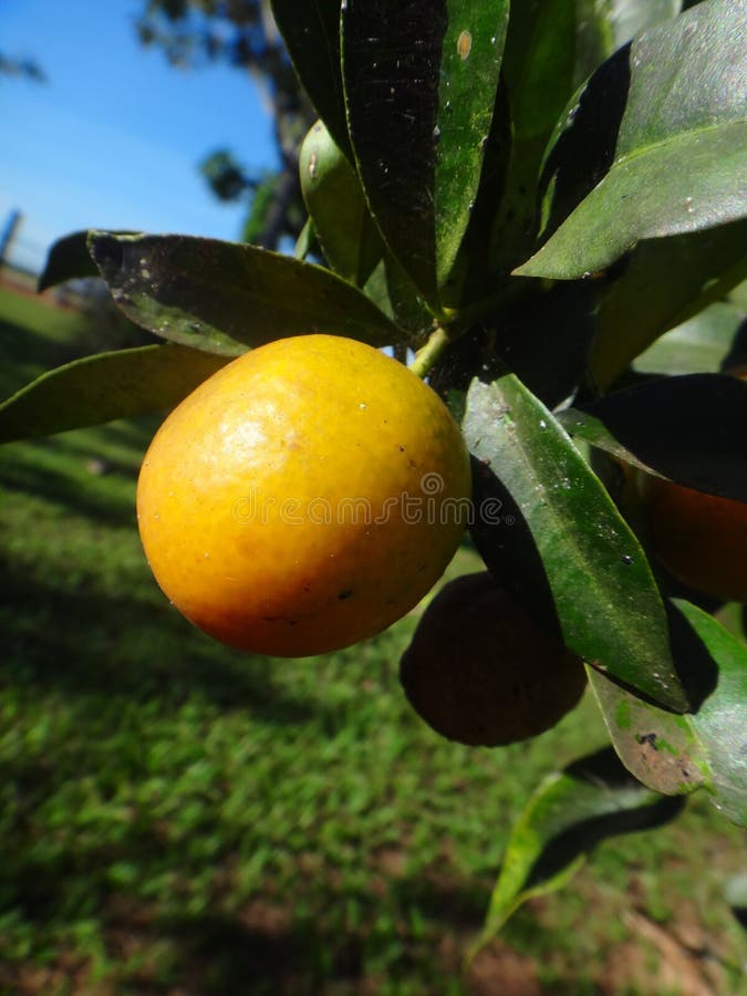 Arbre De Kumquat Avec Le Fruit Et Les Feuilles Image stock Image du roulement, mandarine 98941847
