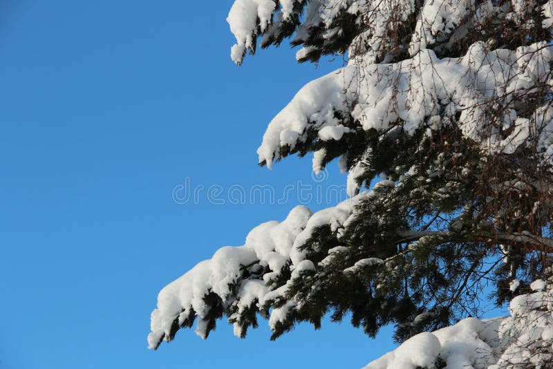 Arbre de Milou contre un ciel bleu photo stock Arbre de Milou contre un ciel bleu photo stock