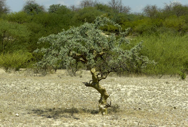 Arbre De Myrrha De Commiphora Image stock Image du kenya, afrique