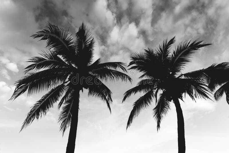 Arbre de noix de coco sur le fond de ciel avec la plage, photographie noire et blanche photos stock Arbre de noix de coco sur le fond de ciel avec la plage, photographie noire et blanche photos stock