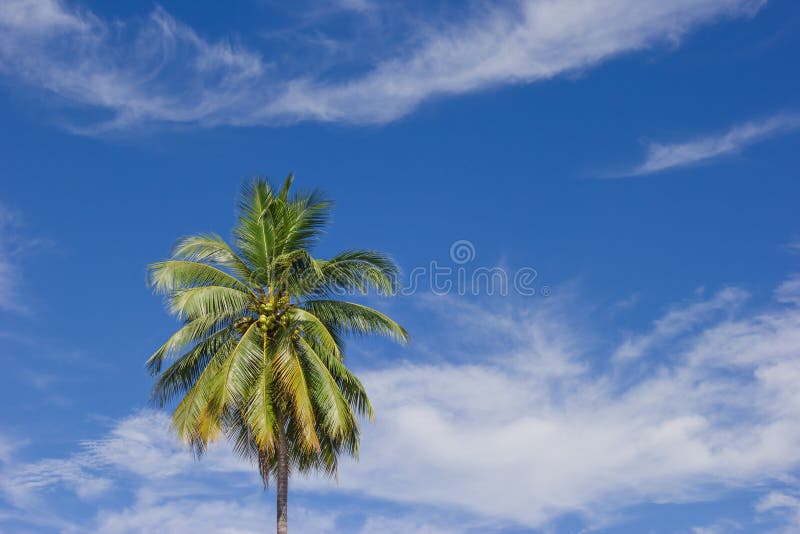 Arbre de noix de coco sur le fond de ciel bleu photographie stock libre de droits Arbre de noix de coco sur le fond de ciel bleu photographie stock libre de droits
