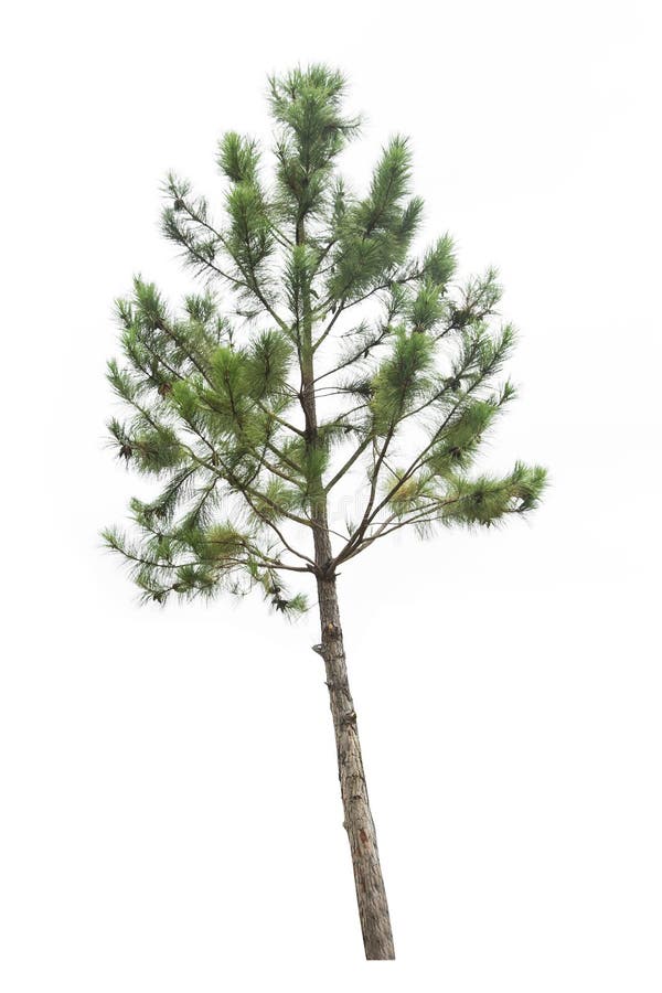 Arbre de pin d'isolement photo libre de droits Arbre de pin d'isolement photo libre de droits