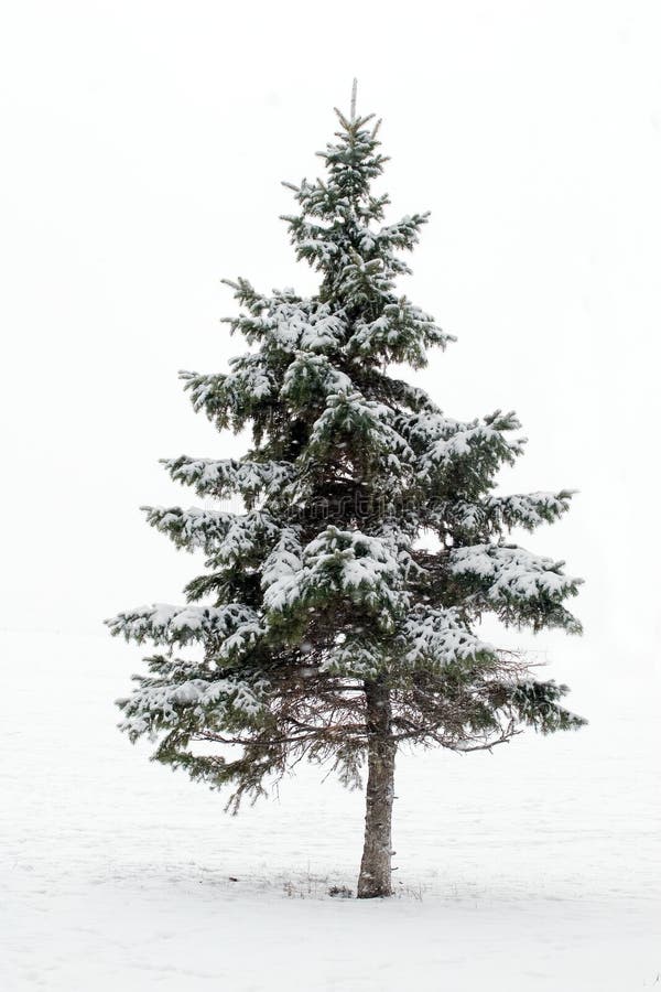 Arbre de pin en hiver