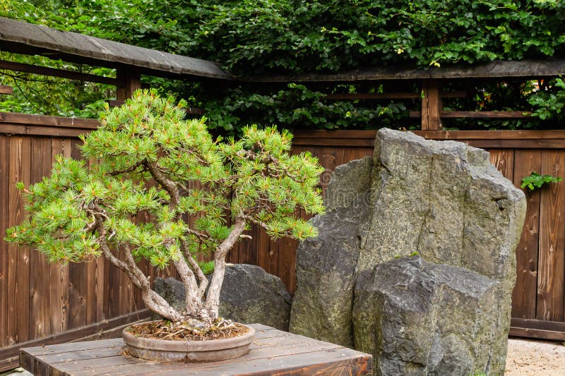 Jardin Zen Japonais Paisible Avec Bonsaï