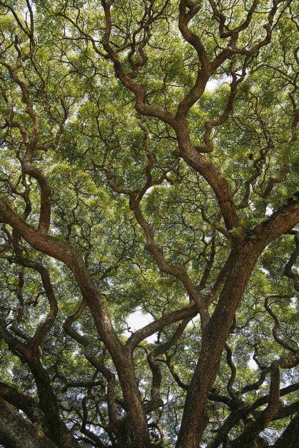 50 Semillas De Árbol Samanea Samán + Kit De Germinación