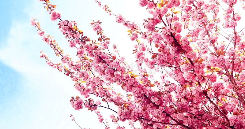 Arbre de printemps avec fleurs roses fleur d'amande sur une branche sur fond vert sur ciel bleu avec quotidien