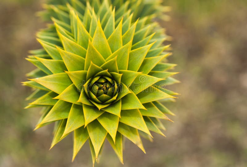 Arbre de puzzle de singe d'Araucana d'araucaria photos libres de droits