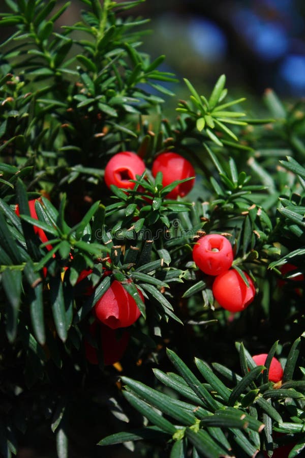 Arbre De Sapin  Avec Des Fruits  Image stock Image du 