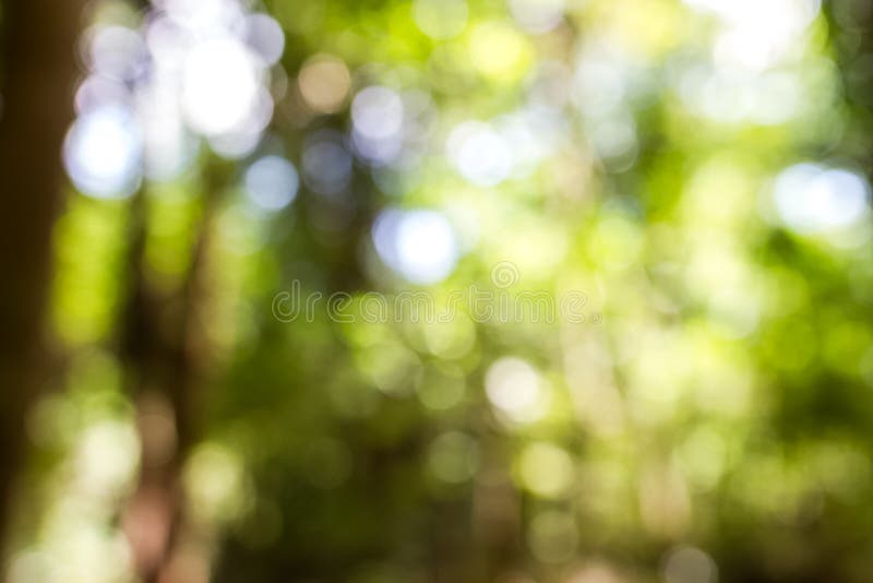 Arbre de tache floue dans la forêt photographie stock Arbre de tache floue dans la forêt photographie stock