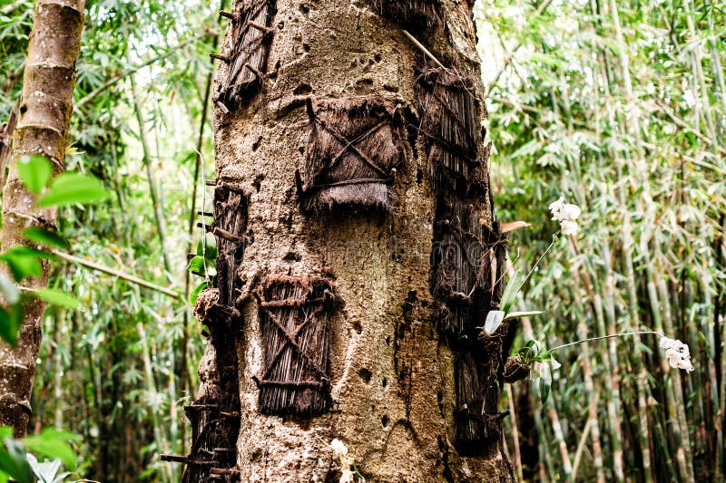Arbre de tombes de bébé de Kambira Site d'enterrements torajan traditionnel, cimetière dans Rantepao, Tana Toraja, Sulawesi, Indo photo libre de droits Arbre de tombes de bébé de Kambira Site d'enterrements torajan traditionnel, cimetière dans Rantepao, Tana Toraja, Sulawesi, Indo photo libre de droits