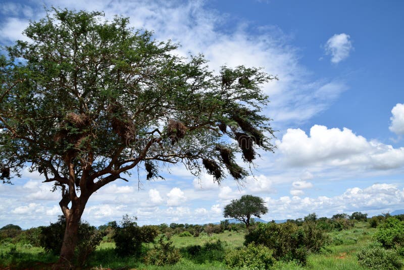 Arbre de tortilis de Vachellia et la nature intacte à la savane africaine photographie stock libre de droits Arbre de tortilis de Vachellia et la nature intacte à la savane africaine photographie stock libre de droits