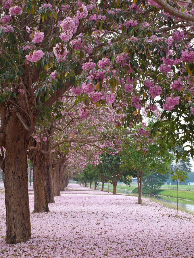 Arbre de trompette rose image stock Arbre de trompette rose image stock