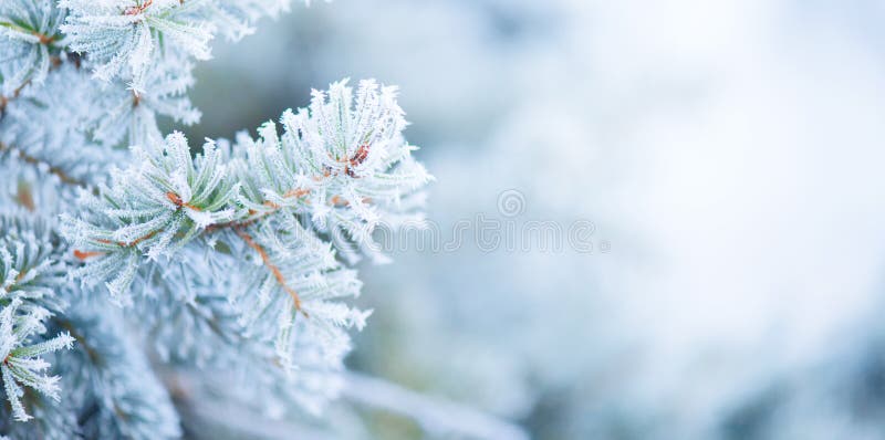 Arbre de vacances de Noël Neige Background Sapin bleu, beau Noël et conception d'art d'arbre de Noël de nouvelle année