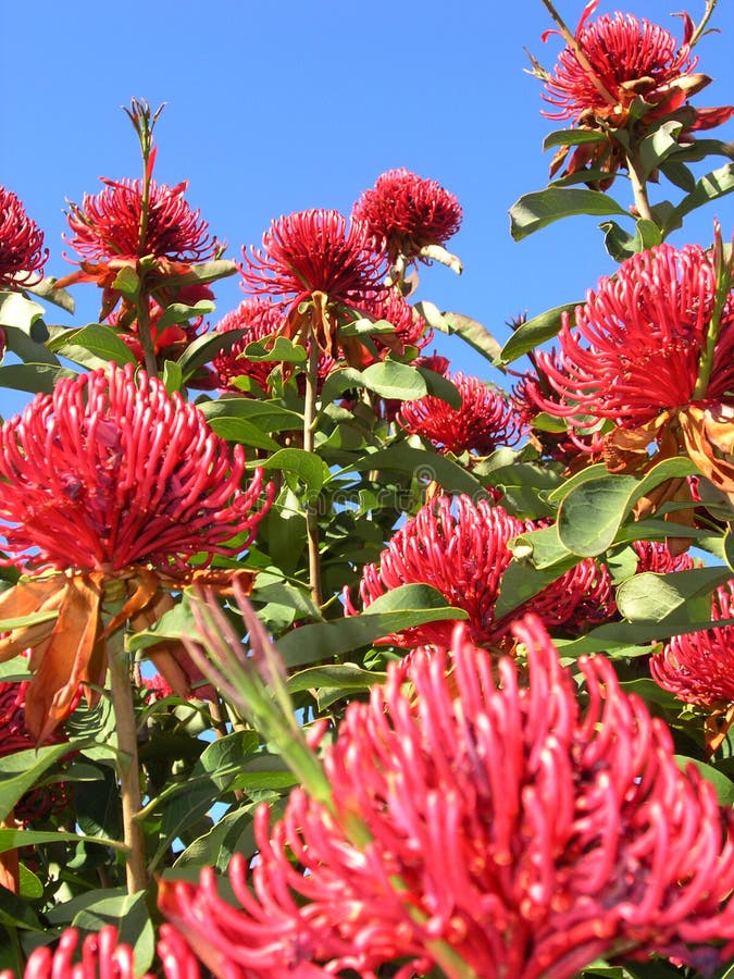 Arbre de Waratah images libres de droits Arbre de Waratah images libres de droits