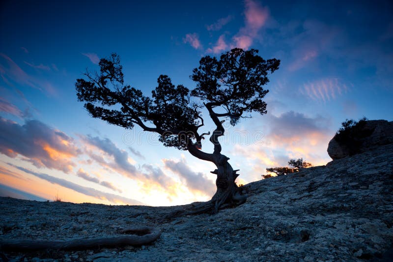  Arbre  de zen  photo stock Image du montagnes cr puscule 