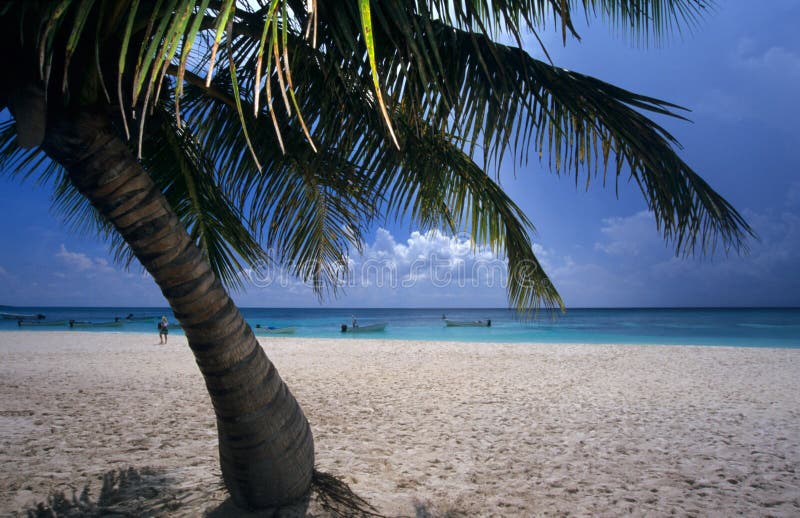 arbre dominicain de saona de république de paume d'île de plage photo libre de droits arbre dominicain de saona de république de paume d'île de plage photo libre de droits