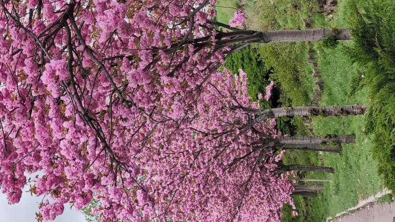 Arbre en fleurs de cerisiers en pleine floraison au printemps clips vidéos