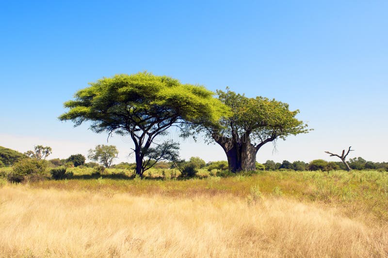 Arbre et acacia de baobab au Botswana images libres de droits Arbre et acacia de baobab au Botswana images libres de droits