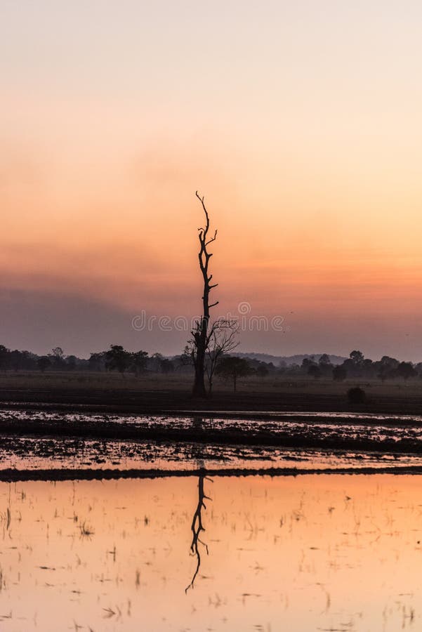 Arbre et beau paysage de coucher du soleil image stock Arbre et beau paysage de coucher du soleil image stock
