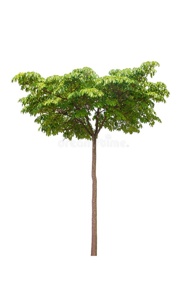 Arbre et feuille de diable beaux sur le fond blanc, odollam de Cerbera photographie stock Arbre et feuille de diable beaux sur le fond blanc, odollam de Cerbera photographie stock