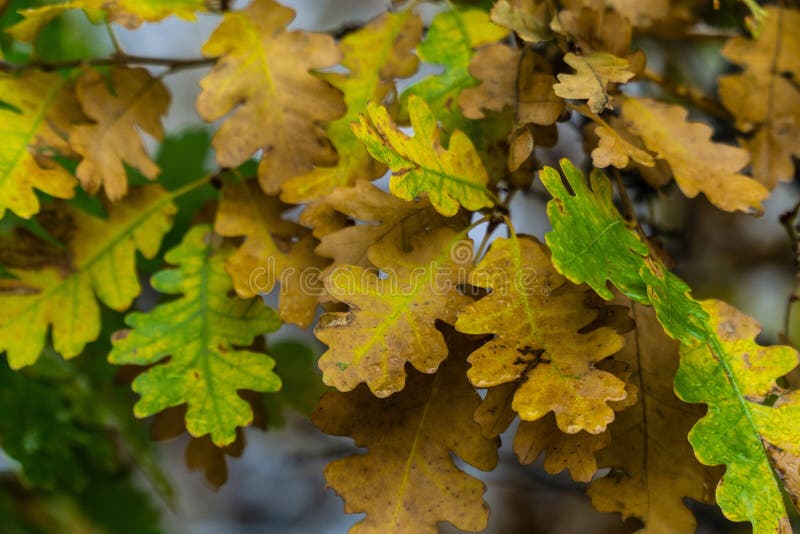 Arbre et feuilles pendant l'automne de chute après pluie photographie stock libre de droits Arbre et feuilles pendant l'automne de chute après pluie photographie stock libre de droits