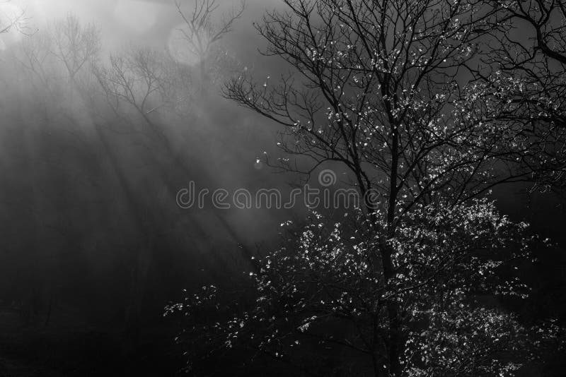 Arbre et rayons de soleil photos libres de droits Arbre et rayons de soleil photos libres de droits
