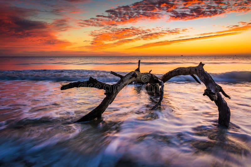 Arbre et vagues dans l'Océan Atlantique au lever de soleil au bois de flottage Bea photo stock